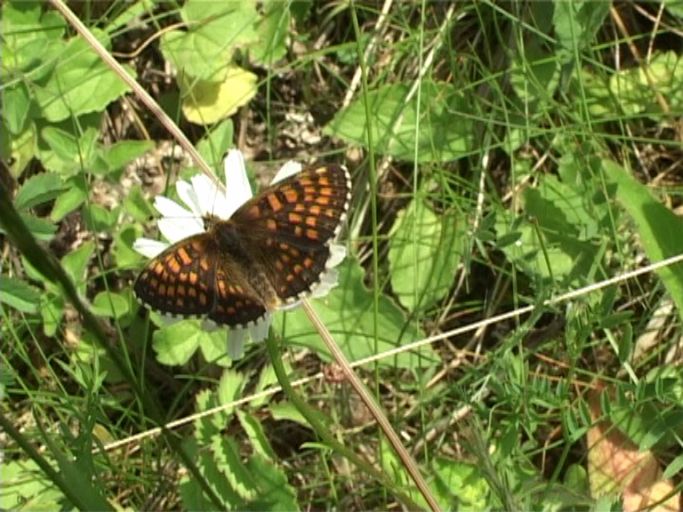 Scheckenfalter ( Melitaea ) : Nettersheim/Urfttal, Eifel, 18.06.2006